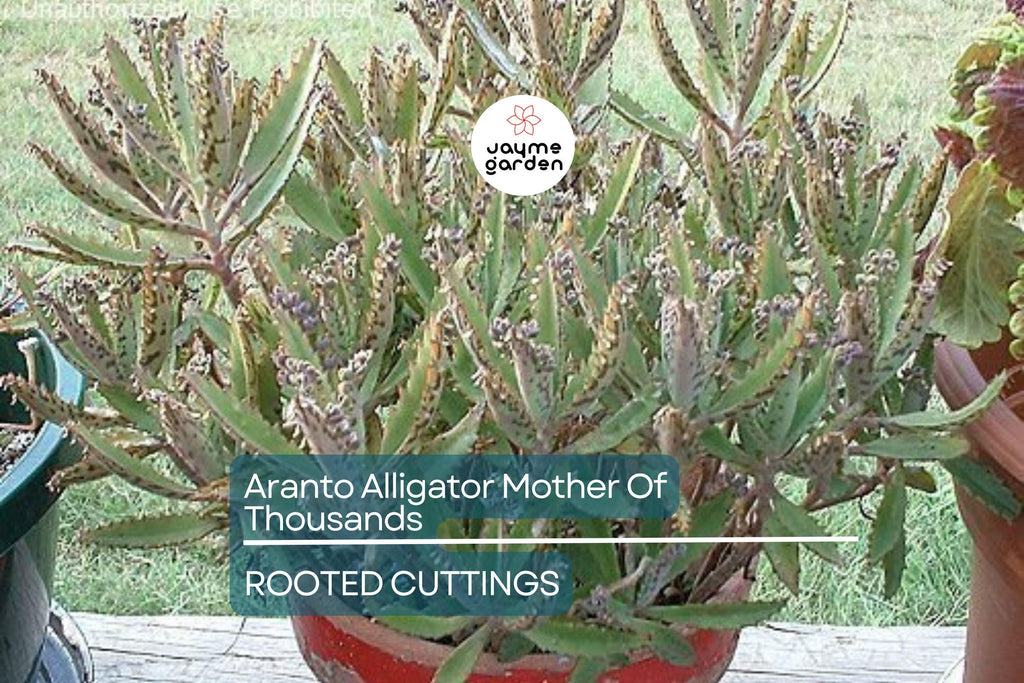 100 Aranto Alligator Plants - Mother of Thousands Succulent - 1-3” Rooted Plants, Easy to Grow, Perfect for Succulent Gardens