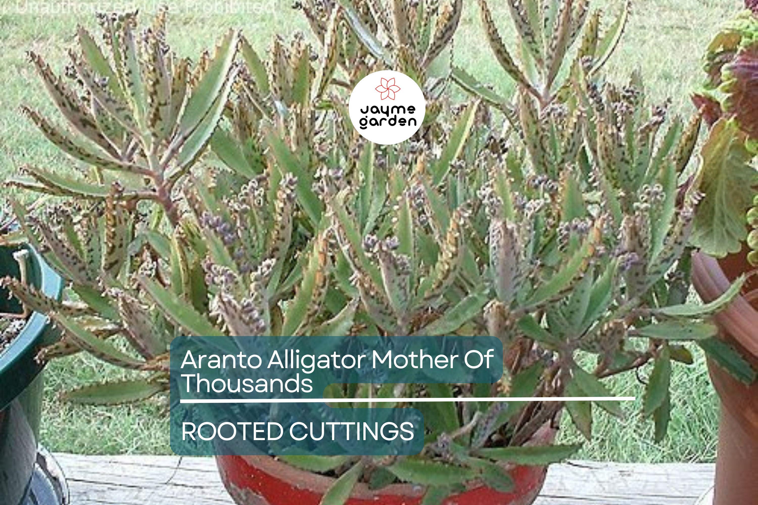 100 Aranto Alligator Plants - Mother of Thousands Succulent - 1-3” Rooted Plants, Easy to Grow, Perfect for Succulent Gardens