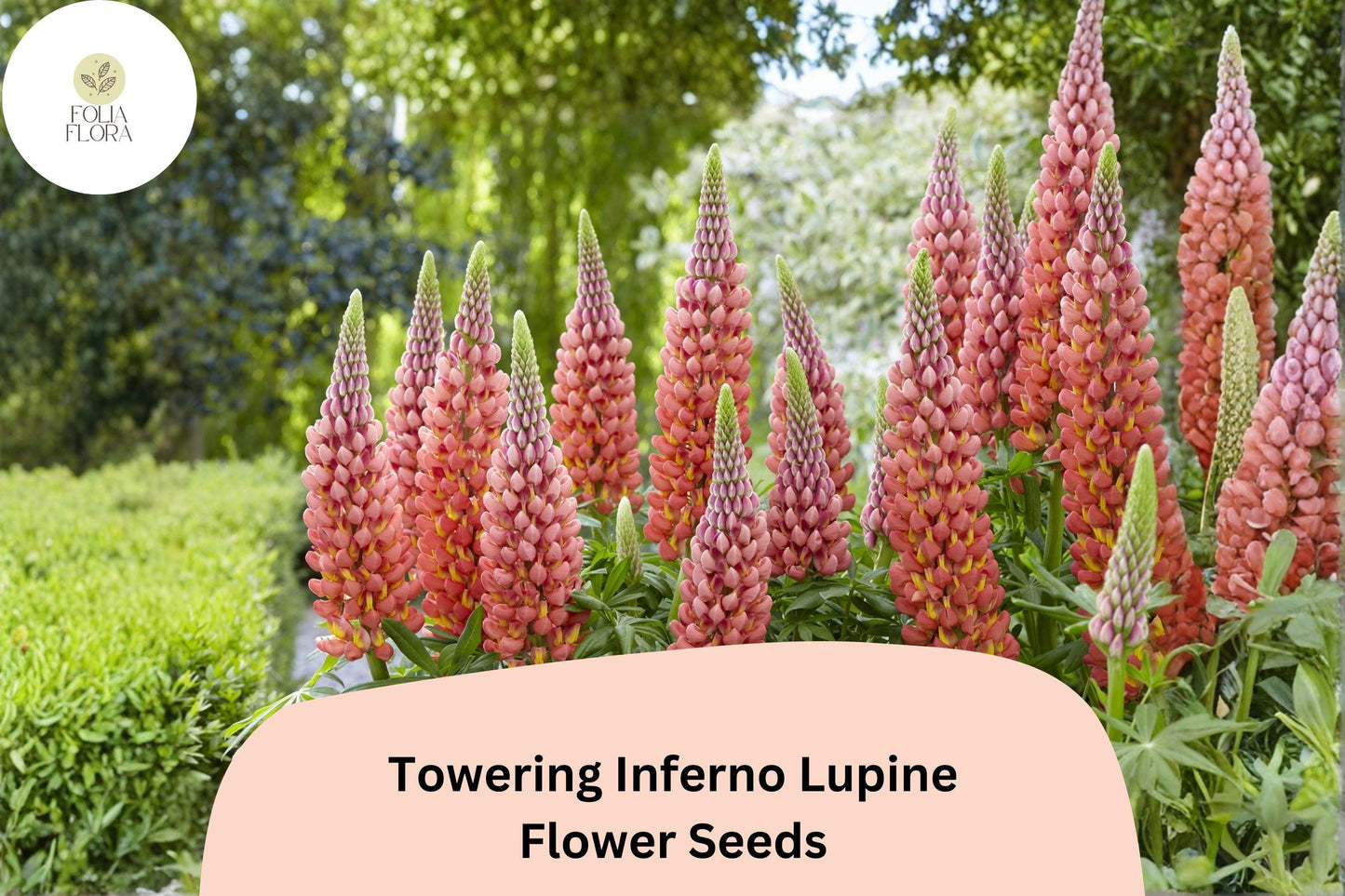 25+ Towering Inferno Lupine Seeds | Lupinus | Fiery Red-Orange Tall Flower Spikes for Garden Planting