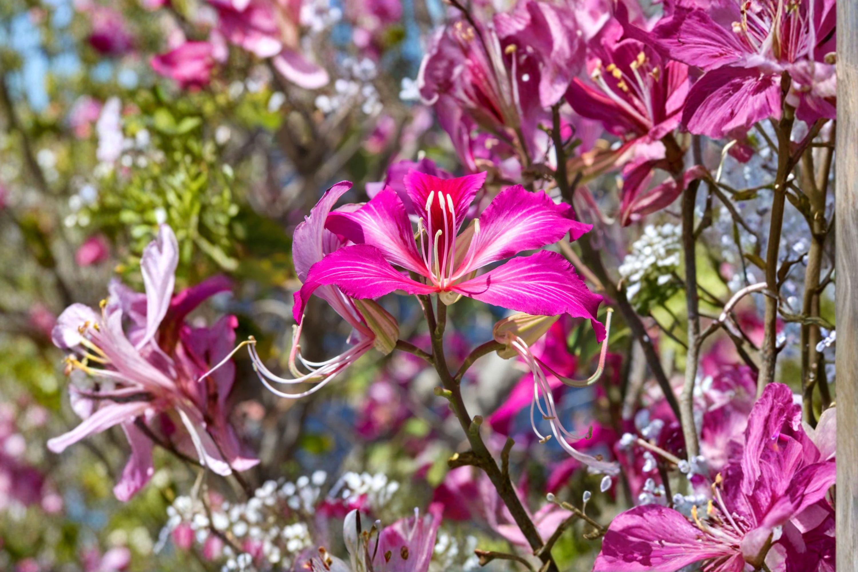 Bauhinia purpurea – Flowering Plant 10 Seeds | Purple Orchid Tree | Showy Blooms | Tropical & Subtropical Ornamental