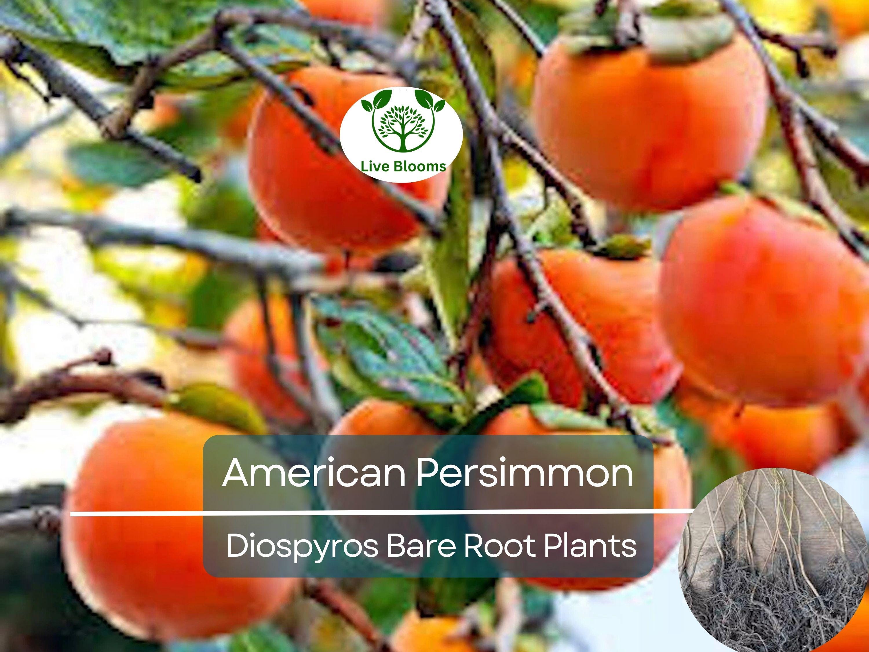 3 American Persimmon Tree - Live Bare Root (12–24in) - Diospyros virginiana, Native Fruit Tree, Cold Hardy, Non-GMO, Edible Landscape