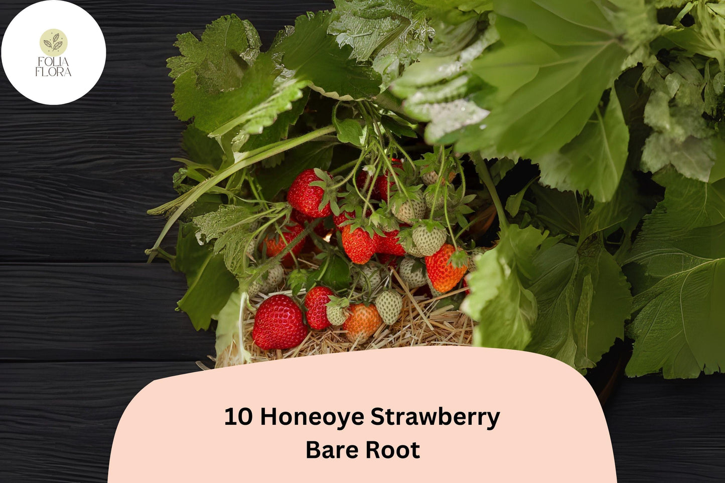 10 Honeoye Strawberry Plants | Live Bare Root | June Bearing Fragaria × ananassa Fruit