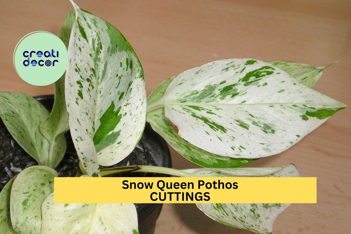 Snow Queen Pothos 3 Cuttings | Unrooted Epipremnum Aureum Vines | Rare Variegated Houseplant Starter for Pots or Hanging Baskets