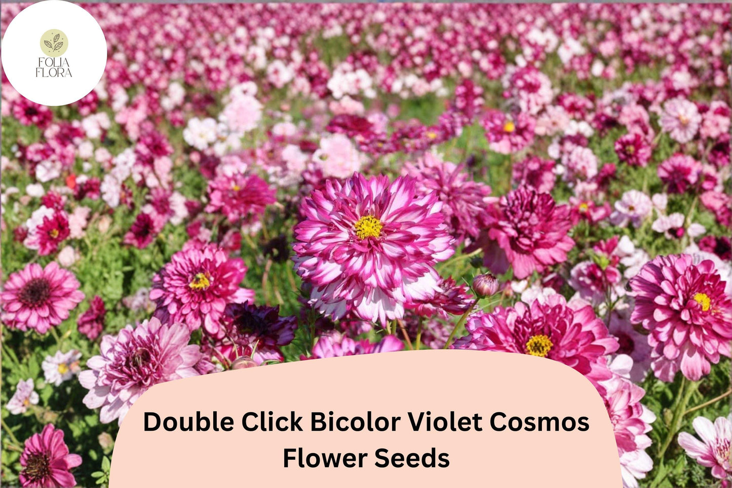 200+ Double Click Bicolor Violet Cosmos Seeds | Cosmos Bipinnatus Purple White Double Flower Seeds