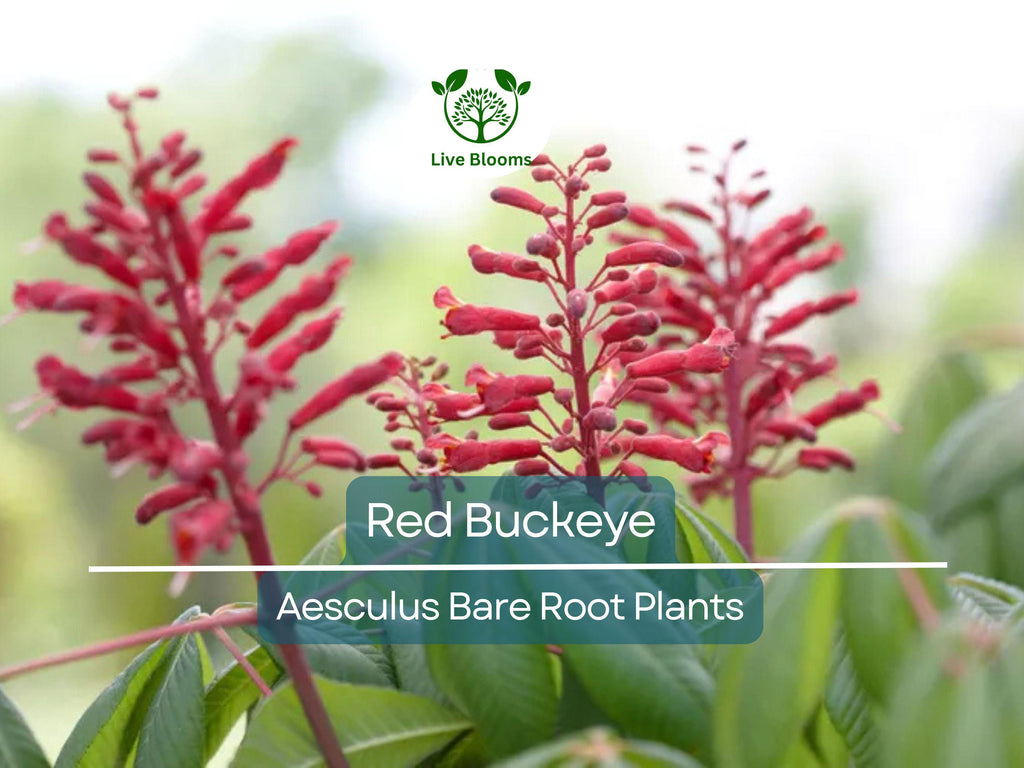 2 Red Buckeye Trees – Bare Root 6–12” Saplings – Aesculus pavia – Native Flowering Tree with Red Blooms for Pollinators