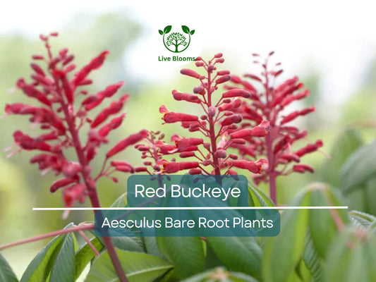 2 Red Buckeye Trees – Bare Root 6–12” Saplings – Aesculus pavia – Native Flowering Tree with Red Blooms for Pollinators