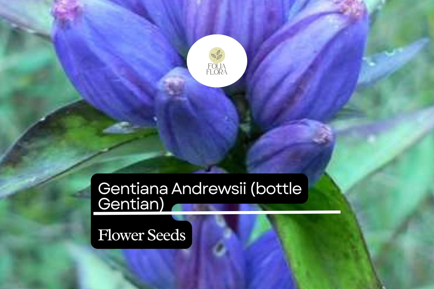 Bottle Gentian Seeds – 100 Gentiana andrewsii | Perennial Garden Plant for Pollinator & Woodland Gardens