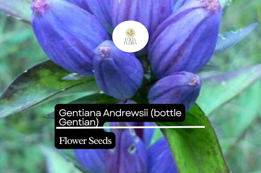 Bottle Gentian Seeds – 100 Gentiana andrewsii | Perennial Garden Plant for Pollinator & Woodland Gardens