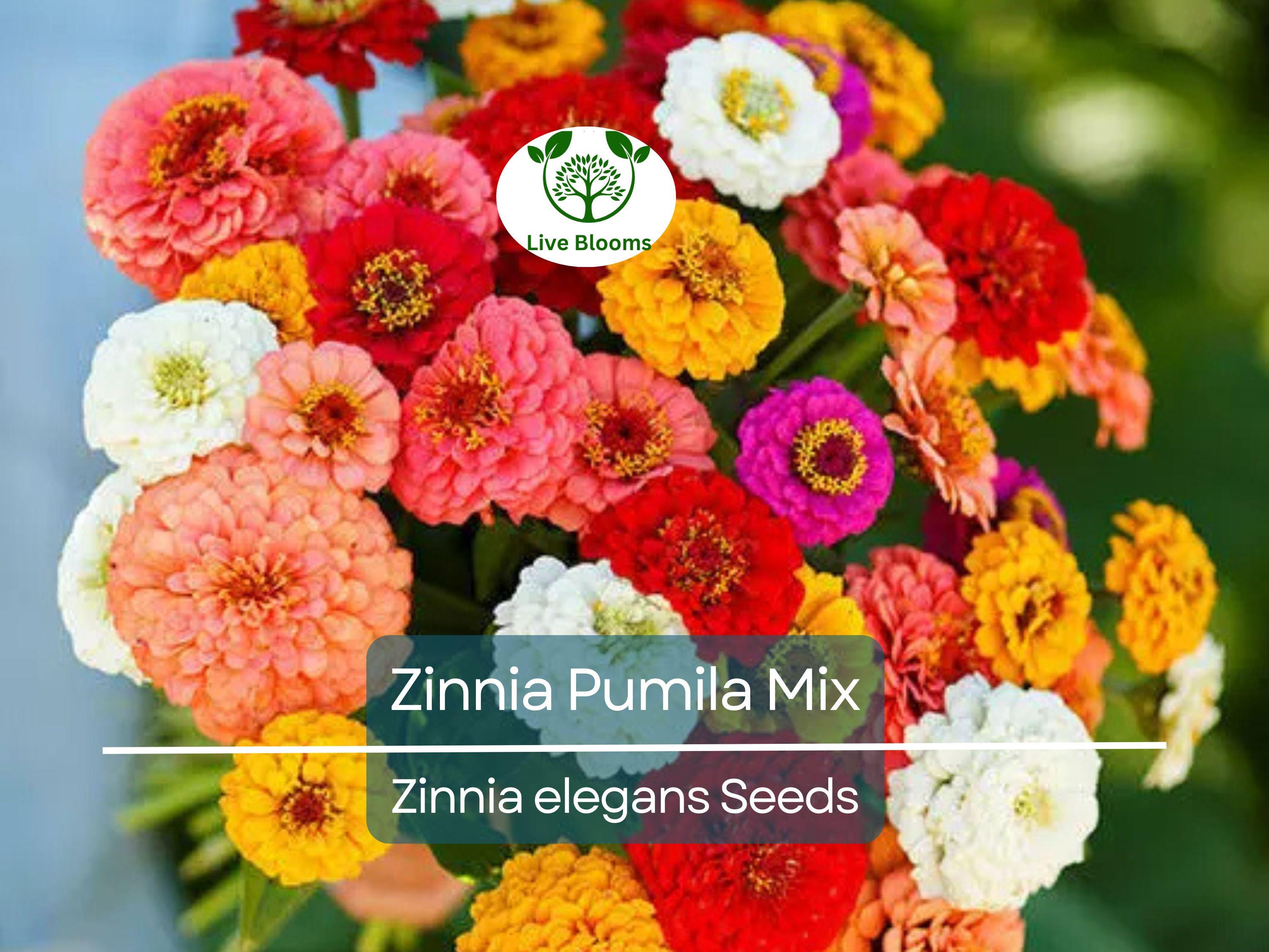200 Zinnia Pumila Mix Seeds – Zinnia elegans, Cut and Come Again, Butterfly & Hummingbird Flower, Heirloom, Non-GMO Blooms