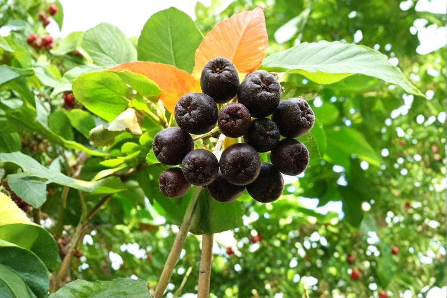 Black Chokeberry 12 Cuttings (Aronia melanocarpa) Unrooted Deciduous Shrub