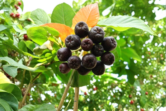 Black Chokeberry 12 Cuttings (Aronia melanocarpa) Unrooted Deciduous Shrub