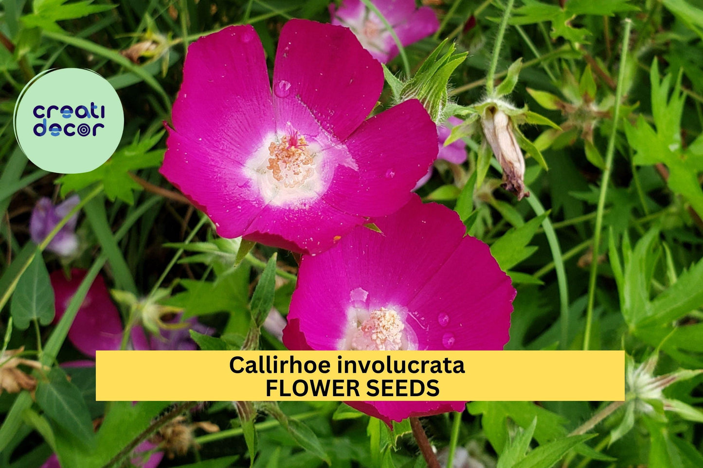 Callirhoe involucrata 15Seeds – Purple Poppy Mallow – Native Ground Cover with Magenta Blooms for Pollinator Gardens, Rock Gardens, Dry Soil