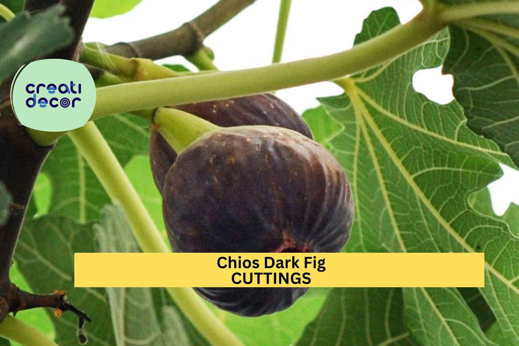 1 Chios Dark Fig Cutting | Similar to Chicago Hardy | Unrooted Scion Wood | Sweet Cold-Hardy Variety | Home Orchard Starter