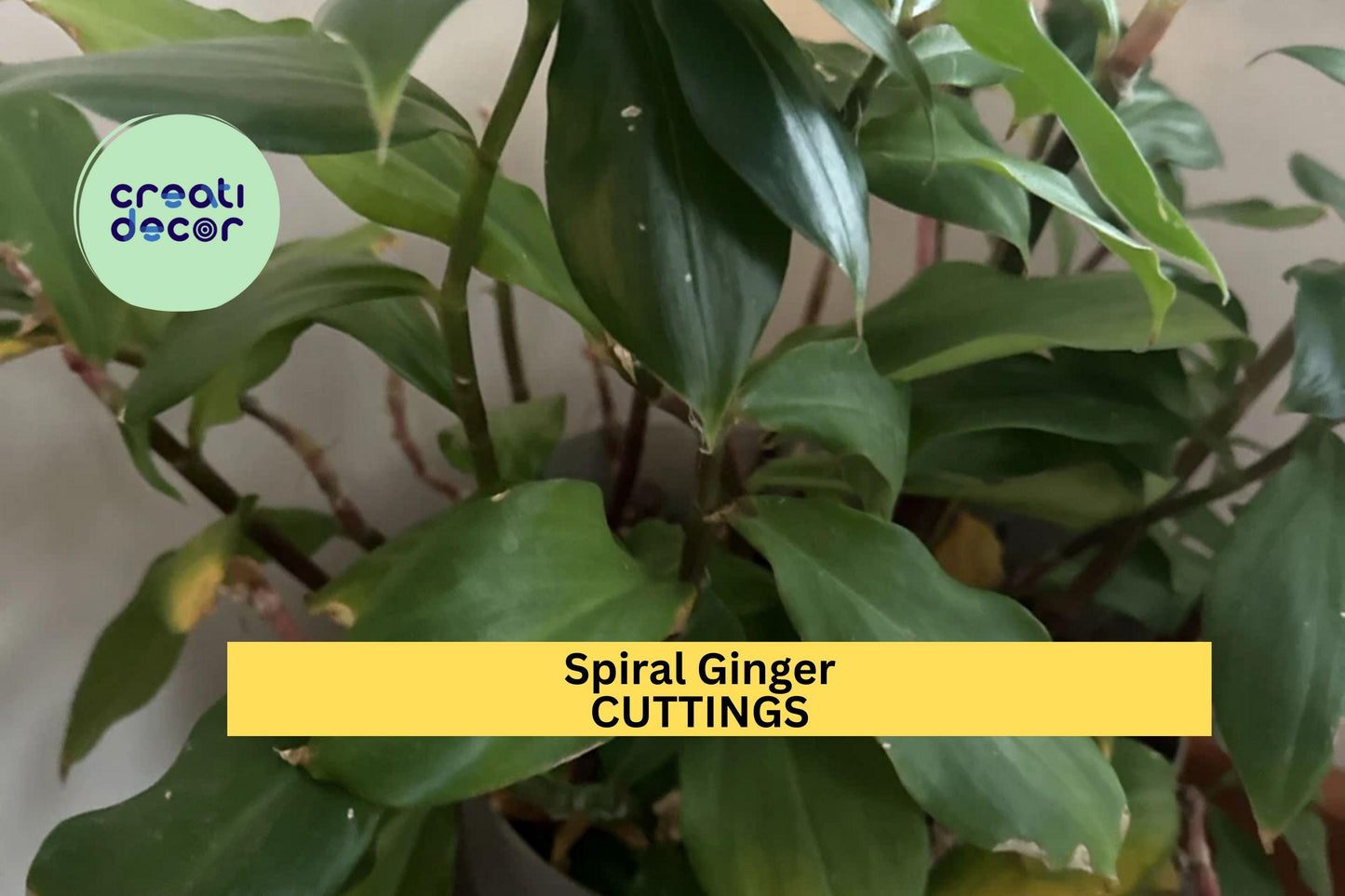 3 Costus Igneus Cuttings – 6–8” Ornamental Spiral Ginger | Tropical Fiery Stepladder Plant for Pots, Borders, or Warm Zone Gardens