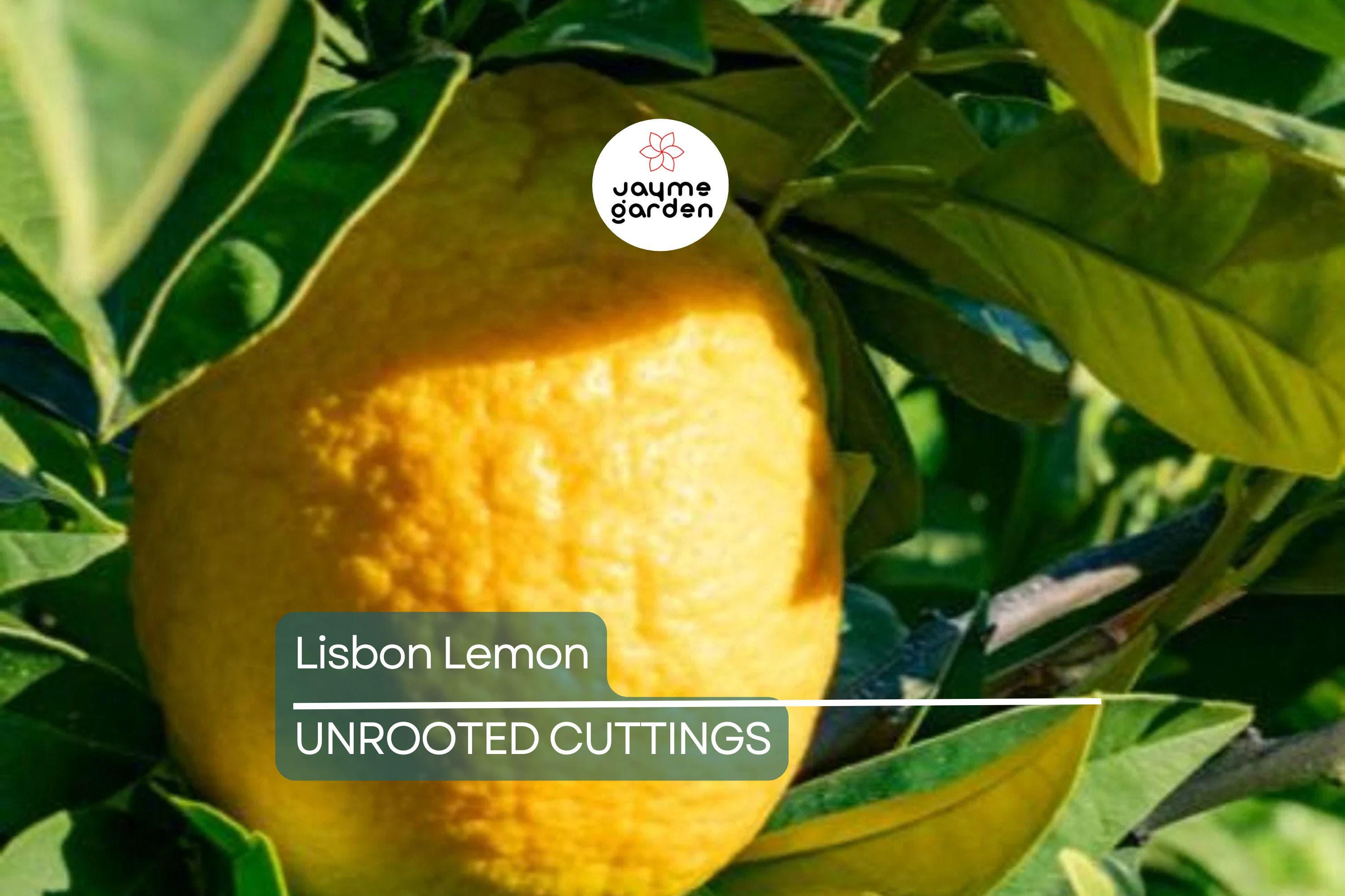 5 Lisbon Lemon Cuttings - Citrus limon | 8" Unrooted Fresh Cuttings for Rooting & Grafting