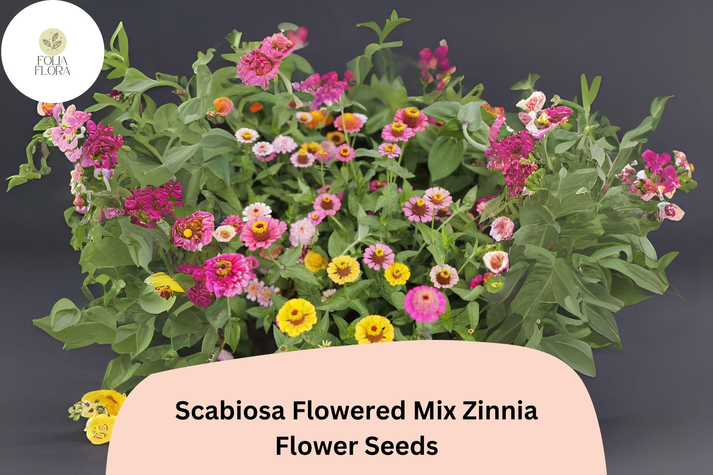100+ Scabiosa Flowered Mix Zinnia Seeds – Unique Double Blooms for Garden Beds, Borders & Bouquets
