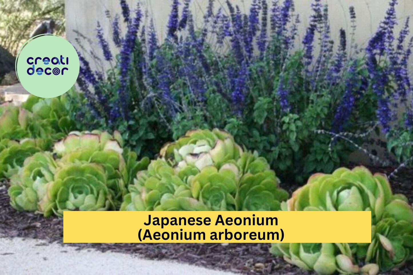 Aeonium arboreum Cutting – Rare Japanese Green Succulent – Unrooted Live Cactus-Like Plant for Indoor or Outdoor Container Decor