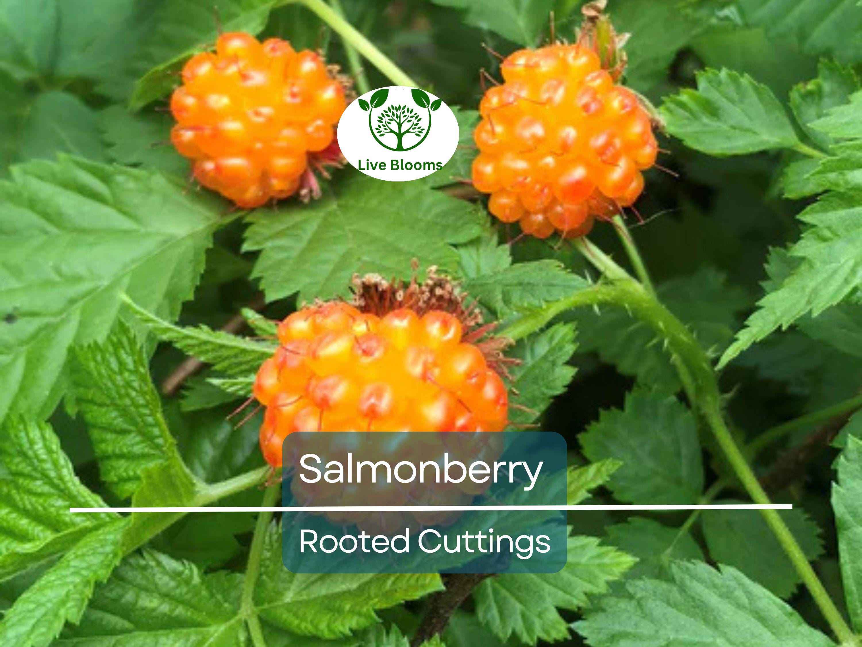 5 Salmonberry Rooted Cuttings 4-5" | Rubus spectabilis, Edible Berry, Native Shrub, Fruit Bush, Hardy Perennial, Gardening, Landscaping
