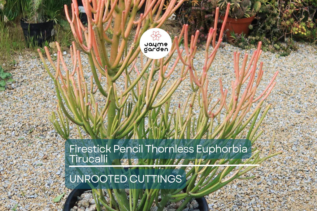 15 Firestick Pencil Cactus Cuttings (8-12") | Thornless Euphorbia Tirucalli Succulent | Easy to Grow