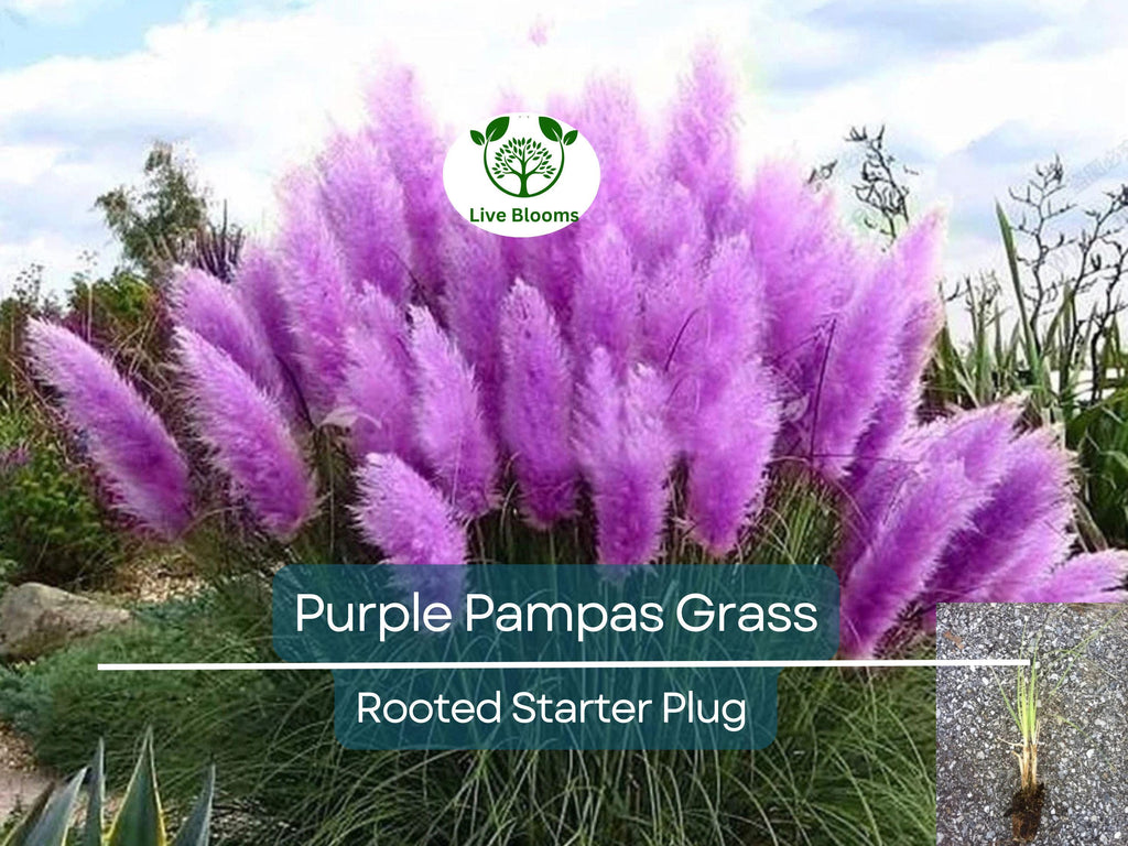 3 Plugs Purple Pampas Grass (Cortaderia selloana) – Ornamental Grass for Landscaping, Garden Decor