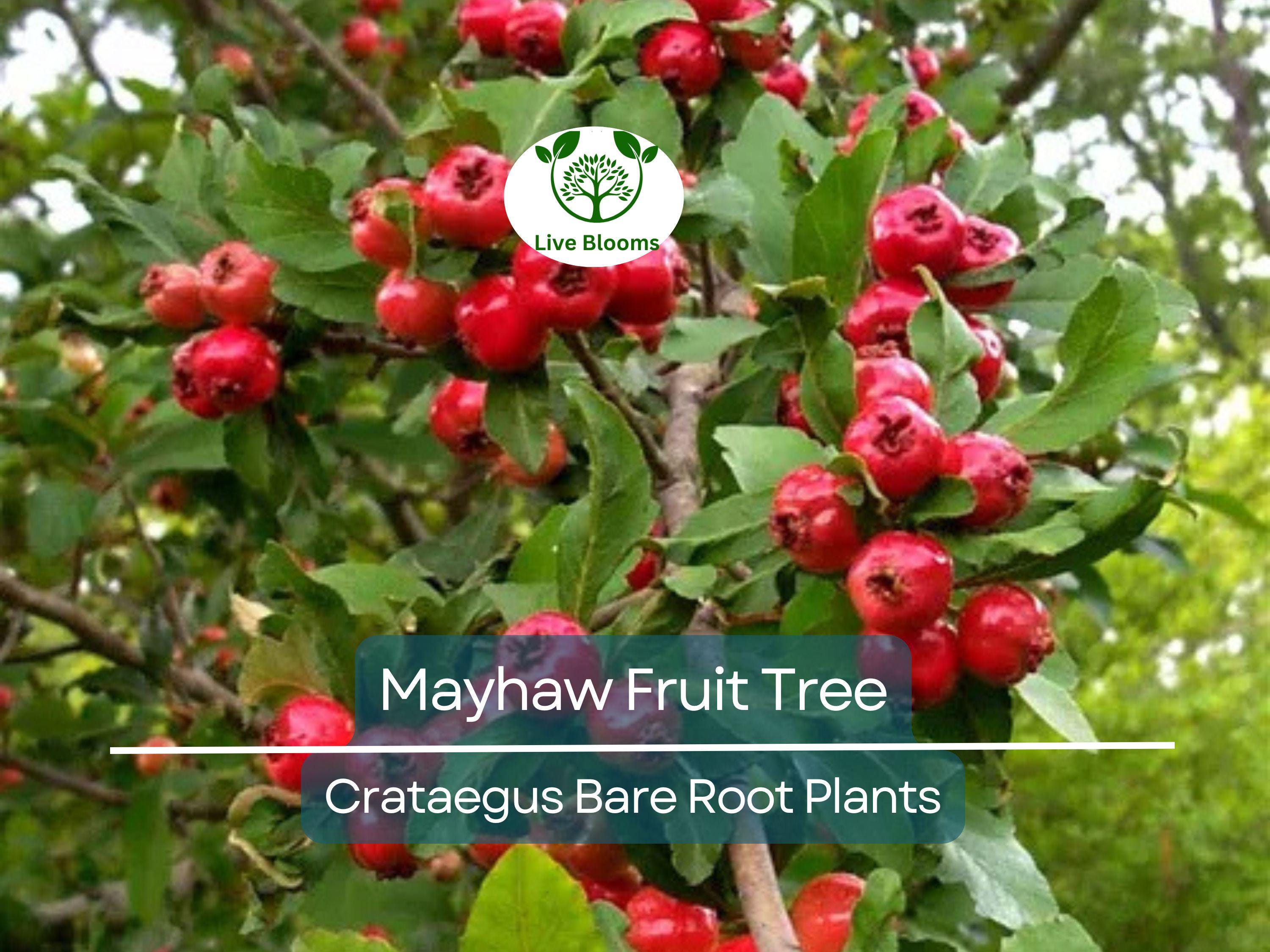 2 Mayhaw Fruit Trees – Live Heirloom Seedlings 6” Tall – Bare Root Red Apple-Hawthorn – Southern Native for Jelly & Wildlife