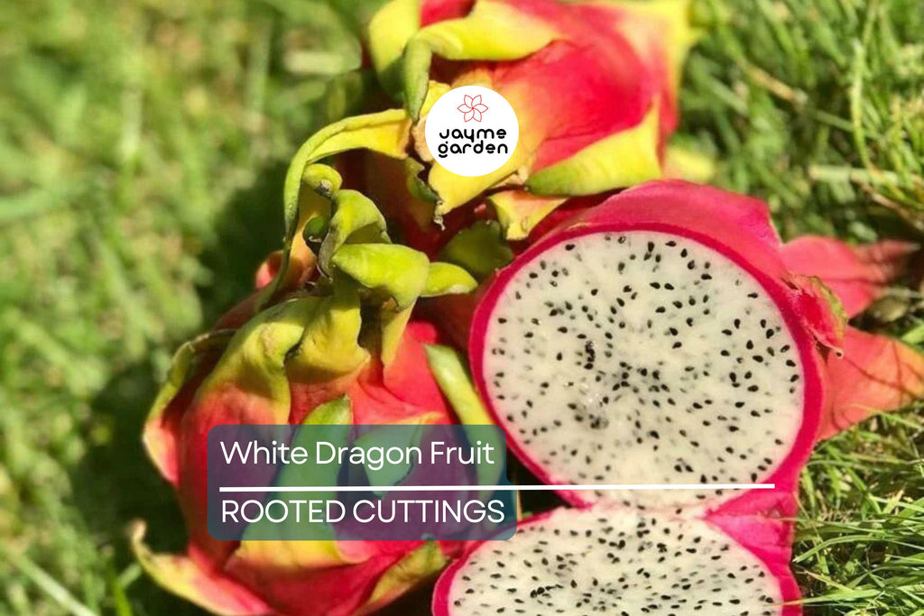 5pcs Rooted White Dragon Fruit Cuttings – Live Plant, Ready to Plant