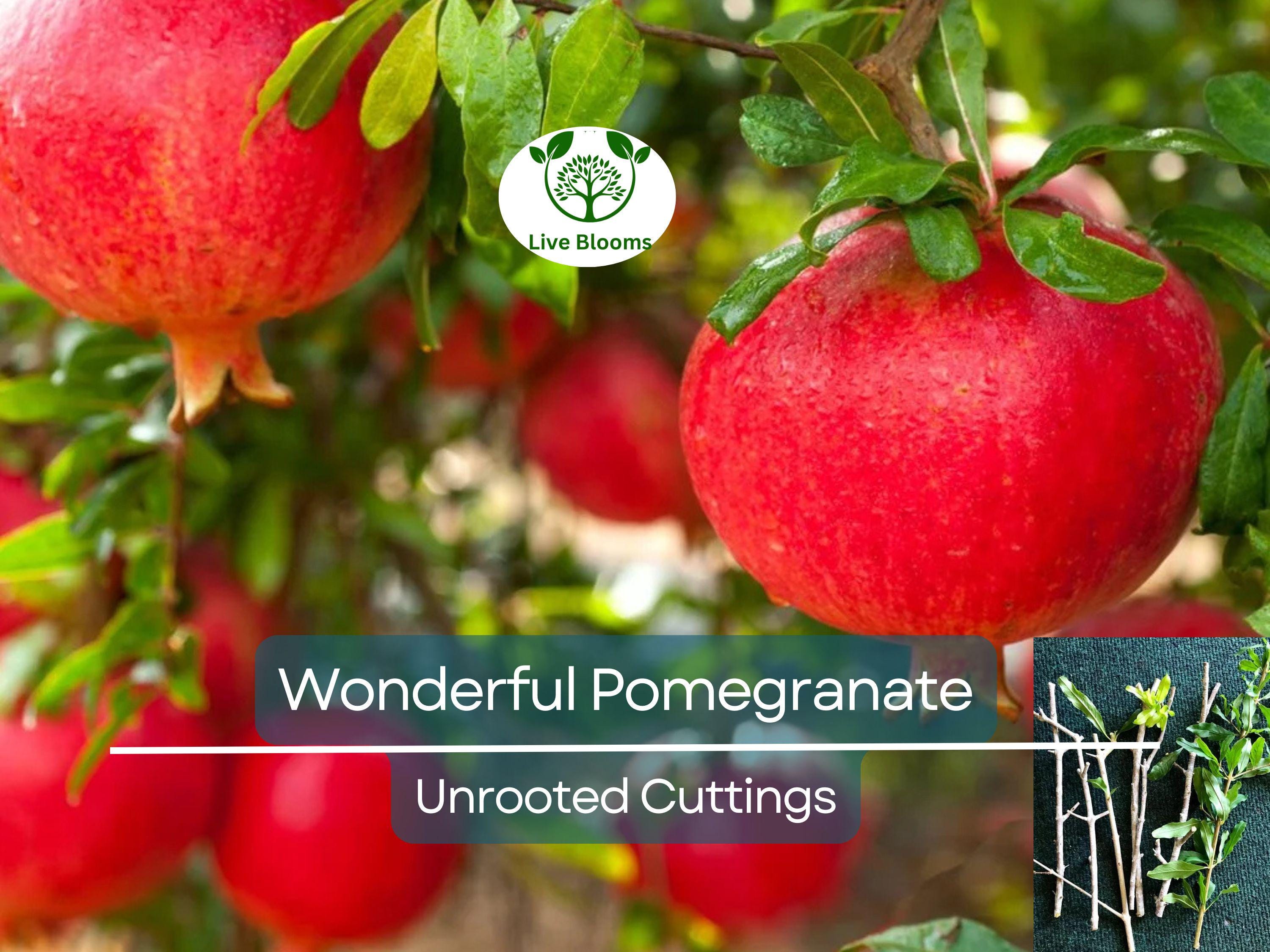 8 Pcs Organic Pomegranate Unrooted Cuttings 9" Long - Punica Granatum - Grow Your Own Pomegranate Tree, Natural & Healthy