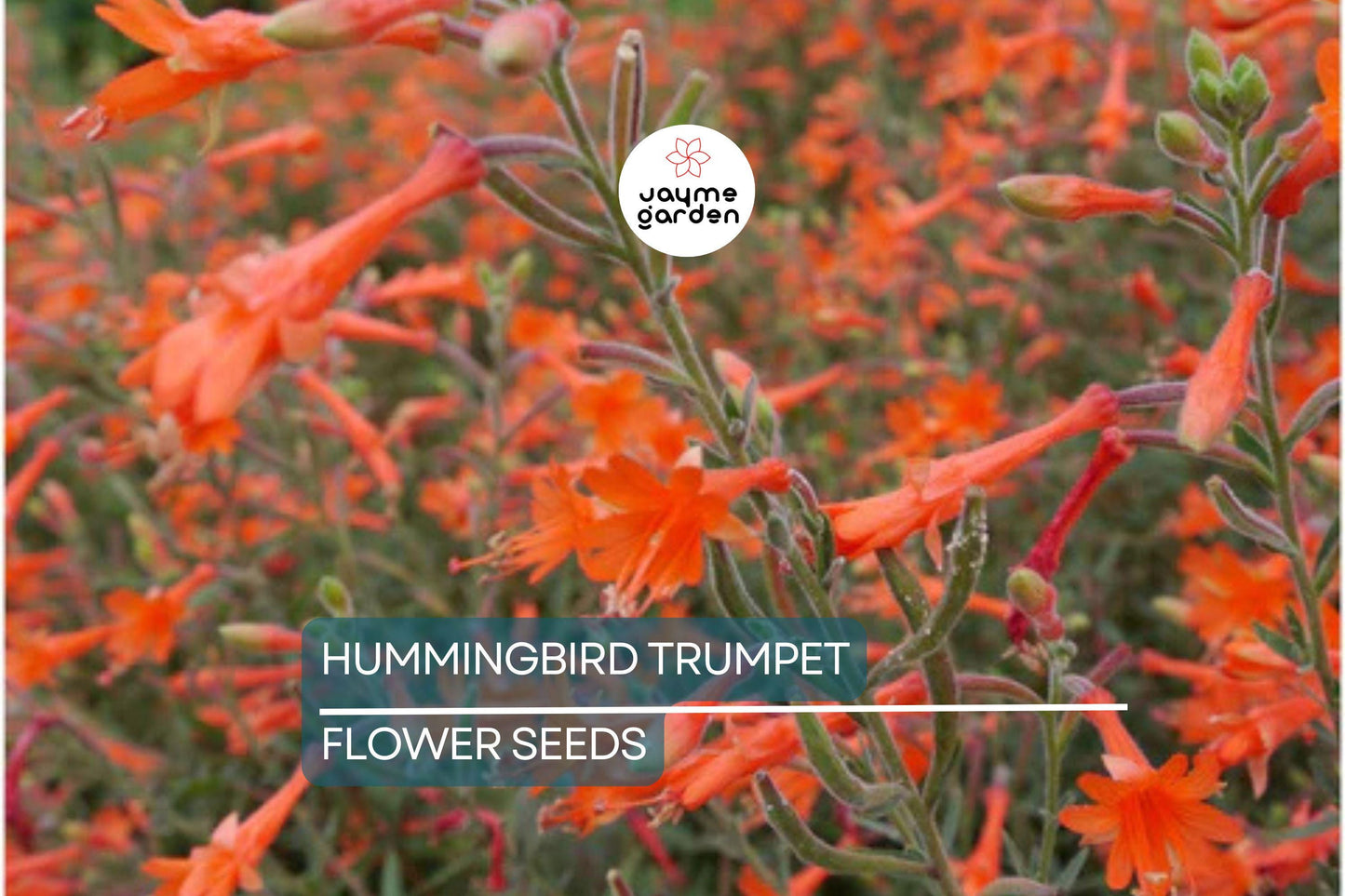 70 Hummingbird Trumpet Creeper Vine Seeds | Campsis Radicans | Fast-Growing | Attracts Pollinators