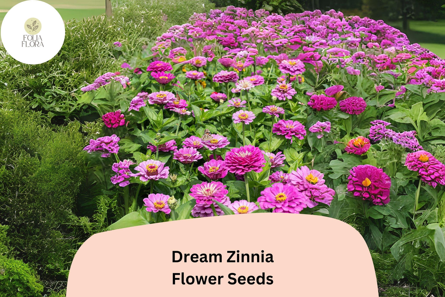 100+ Dream Zinnia Seeds – Soft Pink Blooms for Summer Gardens, Borders & Cut Flowers