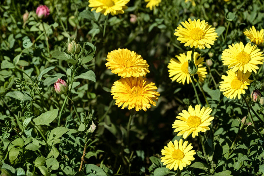 Calendula – Calendula officinalis 100 Seeds | Pacific Beauty Yellow Dark | Hardy Annual | Pollinator-Friendly Pot Marigold