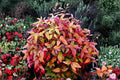 Nandina 2 Live Plants 1-2 ft Tall (Nandina domestica) Heavenly Bamboo Shrub