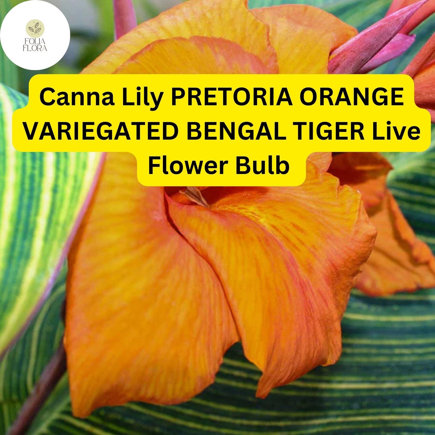 Canna Lily Pretoria Bengal Tiger | 1 Live Bulb | Orange Variegated Tropical Flower, Tall, Lush Foliage, Perennial, Pollinator-Friendly