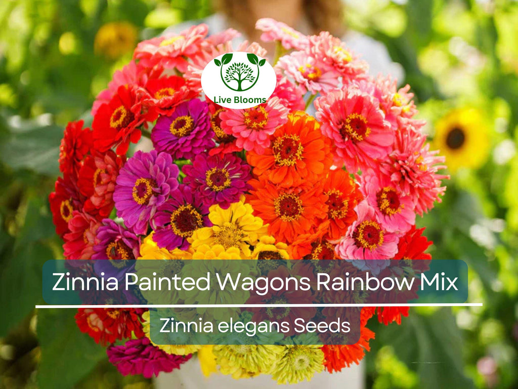 200 Seeds Zinnia Painted Wagons Rainbow Mix (Zinnia elegans) Non-GMO, Vibrant Cut Flowers for Butterflies & Hummingbirds, Pollinator Garden