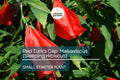 Red Turk's Cap Starter Plant, Malvaviscus arboreus Sleeping Hibiscus, 5-7" Tall Unique Red Flowers for Gardens, Containers & Tropical Spaces