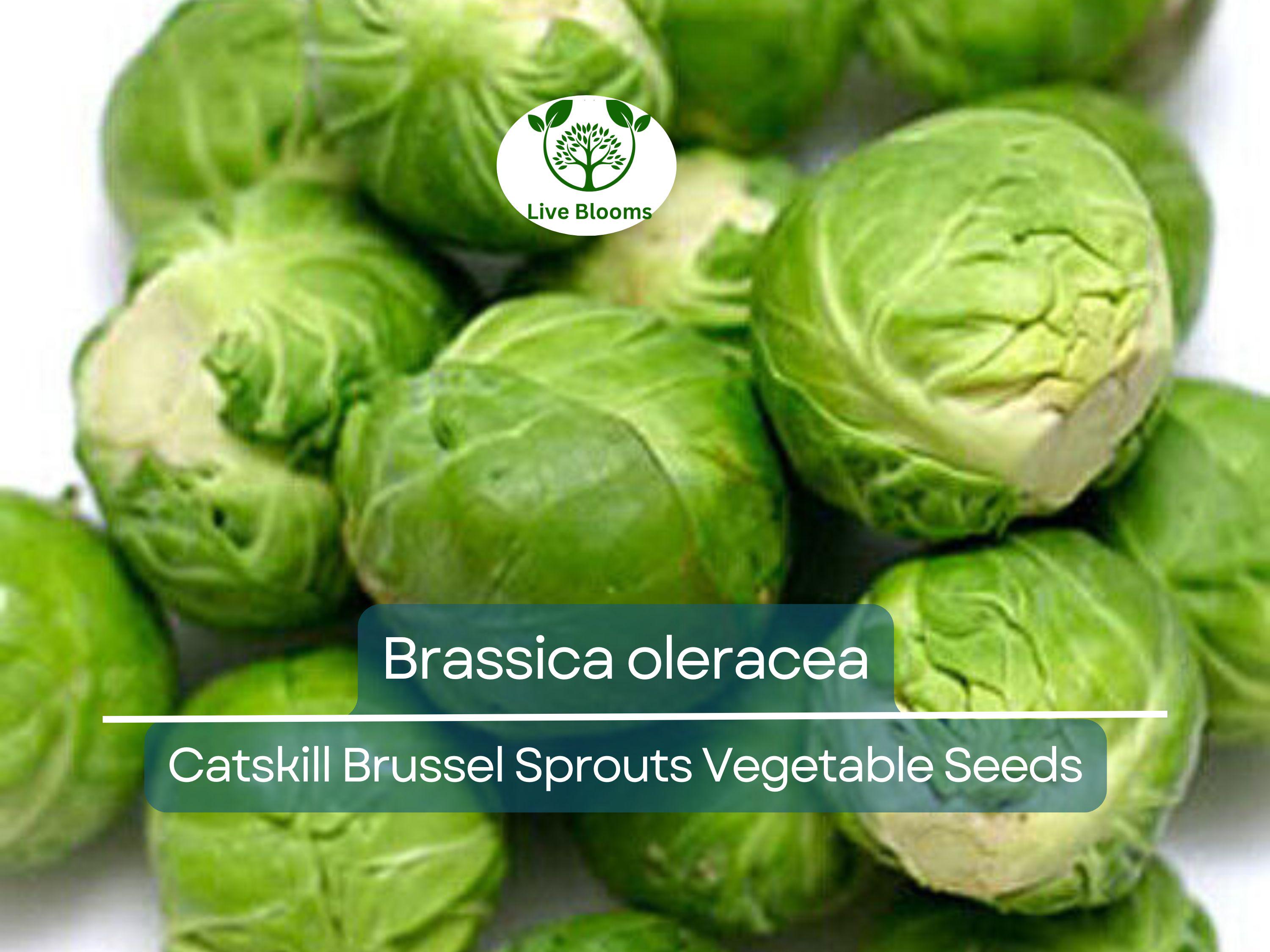 250 Seeds Catskill Brussel Sprouts - Brassica oleracea | Heirloom Variety for Planting, Gardening & Nutritious Harvest