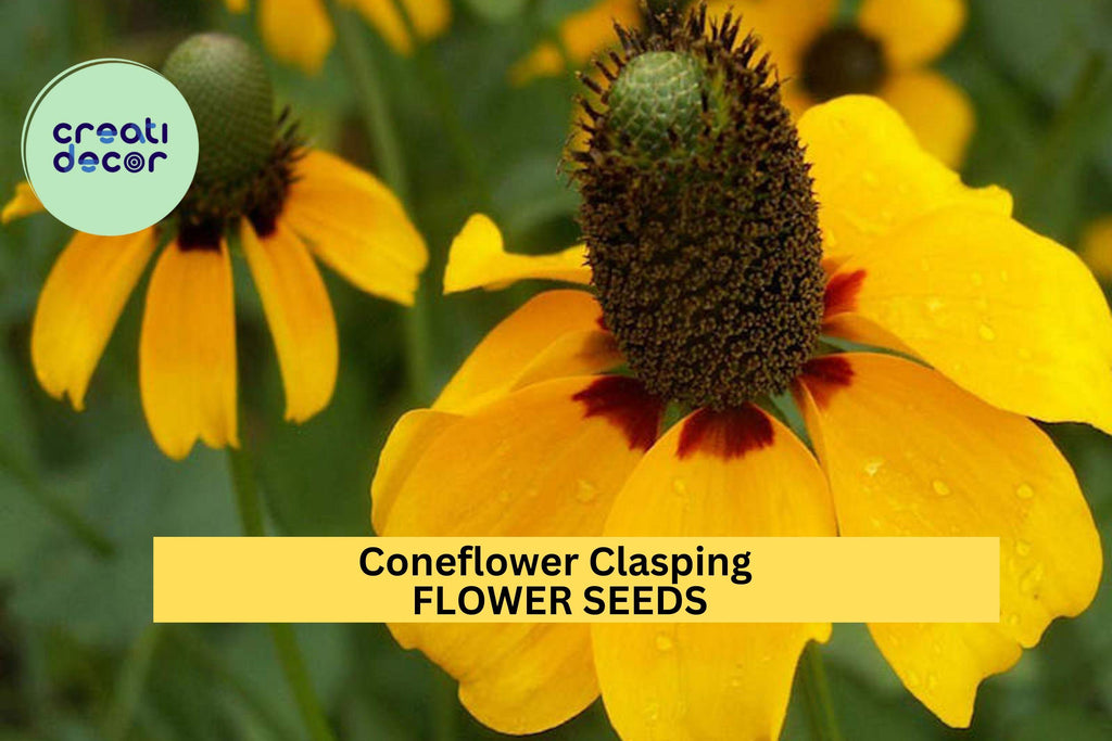 3pcs of 100mg Clasping Coneflower Seeds – Native Drought-Tolerant Wildflower for Pollinators & Natural Landscapes Seeds for Planting