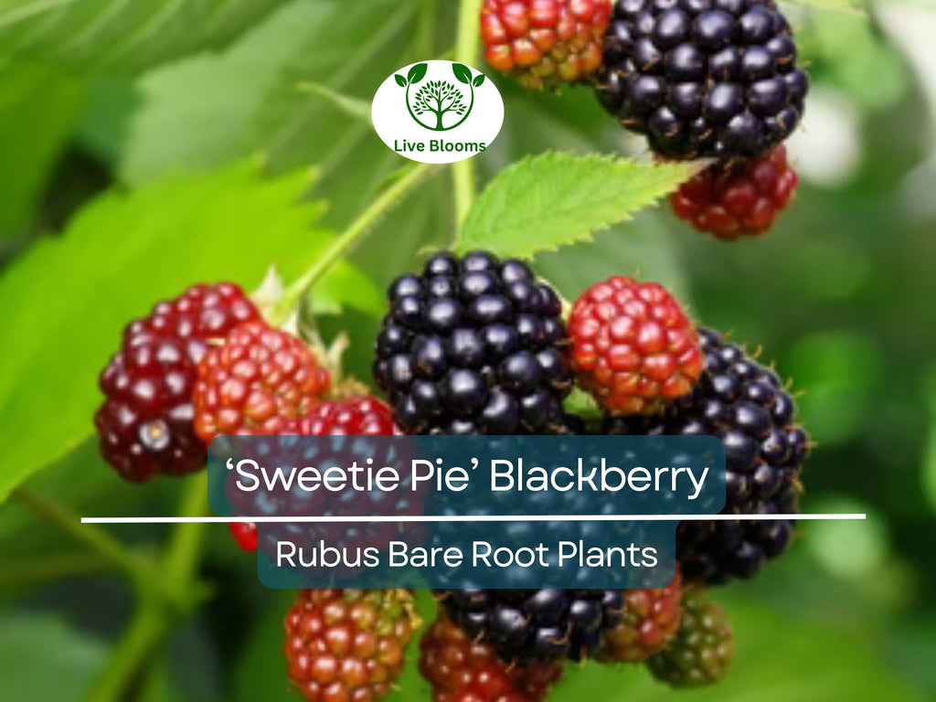 3 ‘Sweetie Pie’ Blackberry Plants – Live Bare Root Non-GMO Rubus Starters – Thornless, Heat-Tolerant, Sweet Fruit Bush
