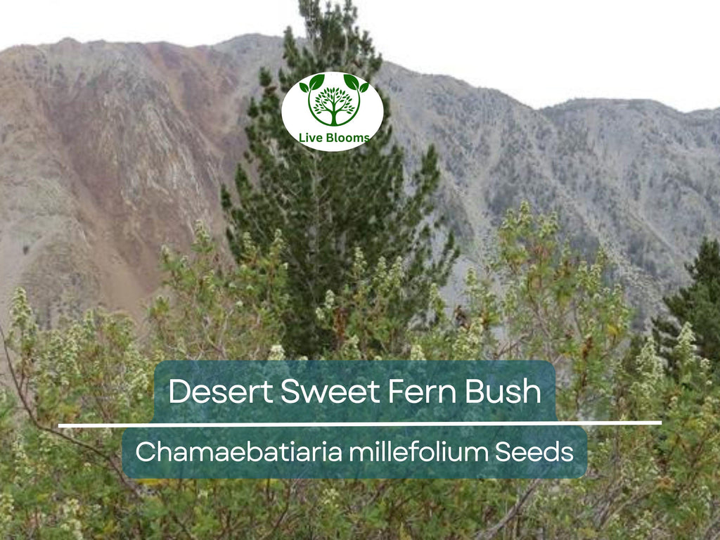 20 Desert Sweet Fern Bush Seeds (C. millefolium) | Native Hedge Shrub, Drought Tolerant, Low Maintenance, Perfect for Landscaping