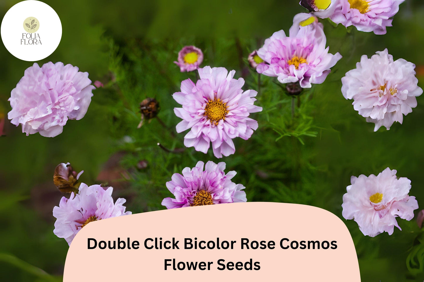 200+ Double Click Bicolor Rose Cosmos Seeds | Cosmos Bipinnatus Pink White Double Flower Seeds