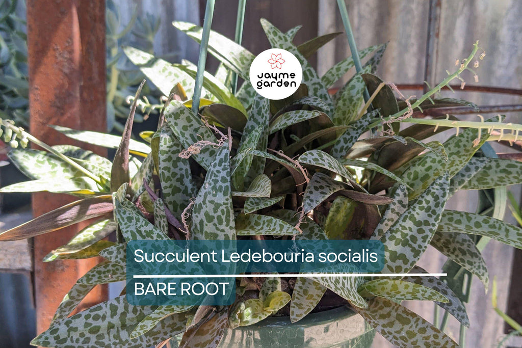 Succulent Ledebouria socialis Silver Squill – 1 Live Plant, Variegated, Drought-Tolerant Houseplant