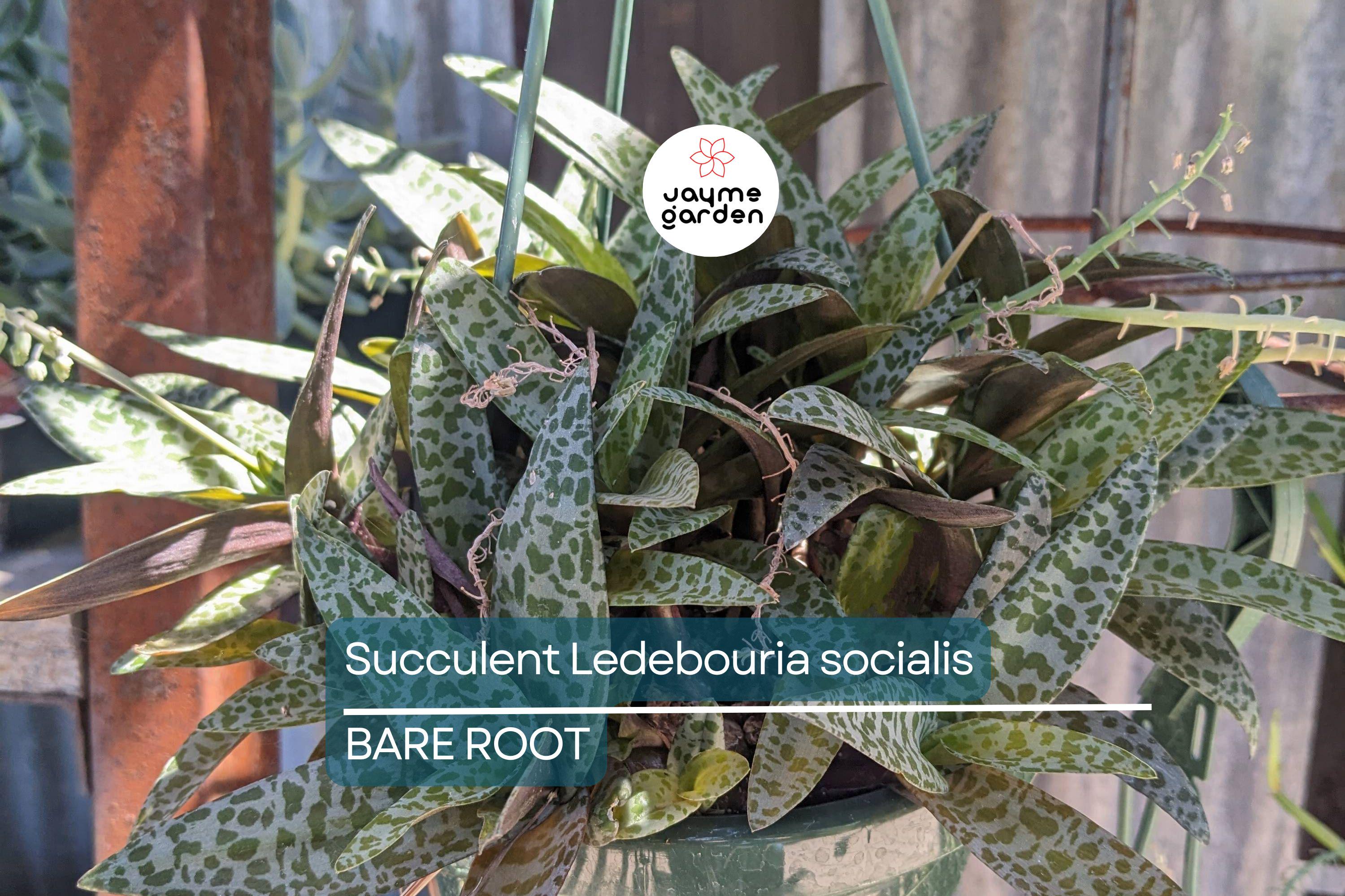 Succulent Ledebouria socialis Silver Squill – 1 Live Plant, Variegated, Drought-Tolerant Houseplant