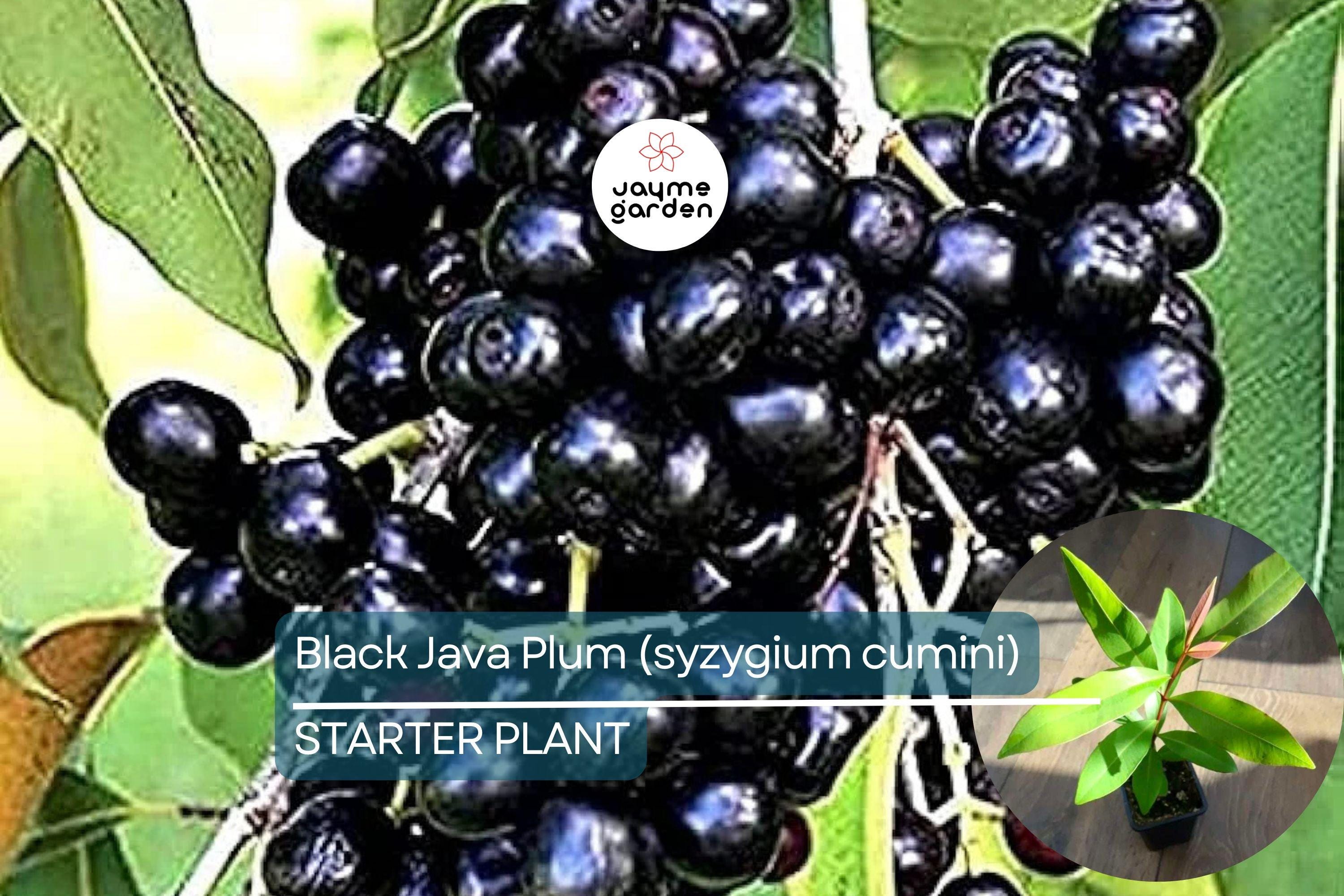 Black Java Plum Tree - Live Syzygium cumini 1’-2’ Tall | Tropical Fruit Tree | Nutritious Plum for Culinary & Medicinal Use
