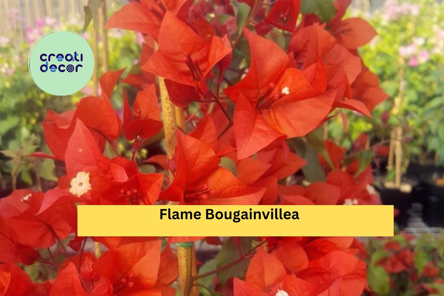Flame Bougainvillea | Live Rooted Starter Plug Plant | Tropical Flowering Vine with Bold Orange-Red Bracts for Garden & Containers