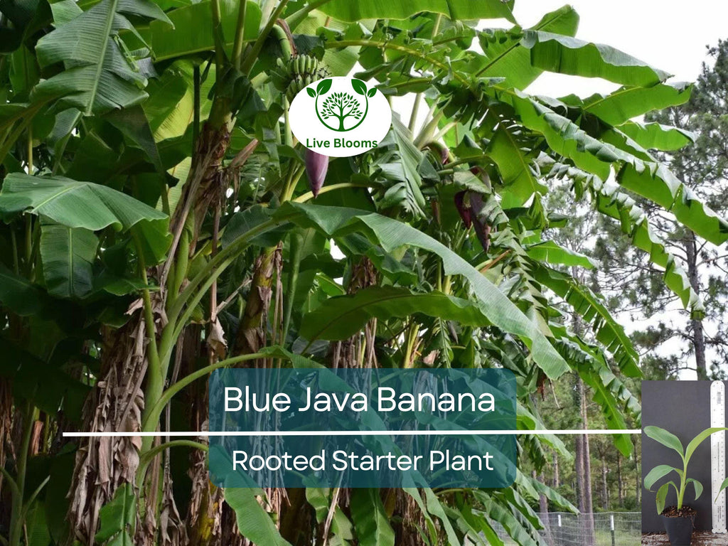 1 Musa Ice Cream (Blue Java) Banana Tree - Small Live Rooted Starter Plant, Tropical Blue Bananas, Unique Fruit, Home Garden or Containers