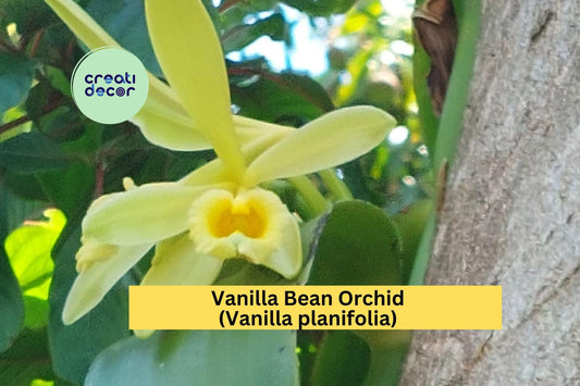 1 Vanilla Bean Orchid – Vanilla planifolia Live Cutting with Aerial Roots, Tropical Climbing Orchid Starter Plant for Indoor Growing