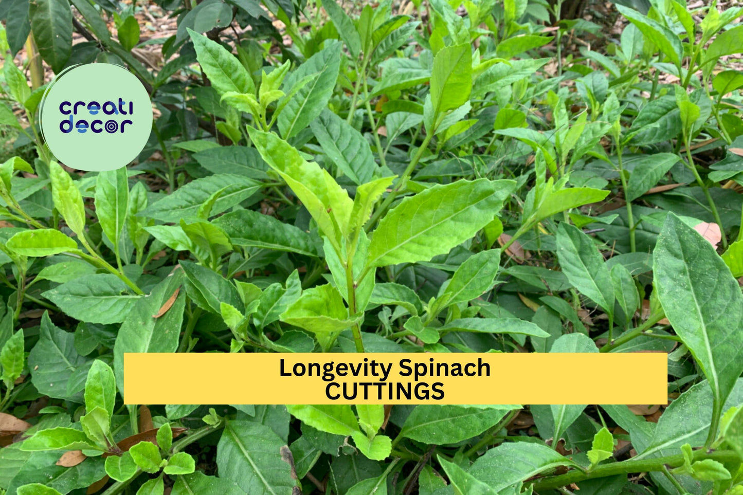 4 Longevity Spinach Cuttings | Gynura Procumbens Starter Plants | Edible Greens Perennial Vegetable | Easy Grow Leafy Plant