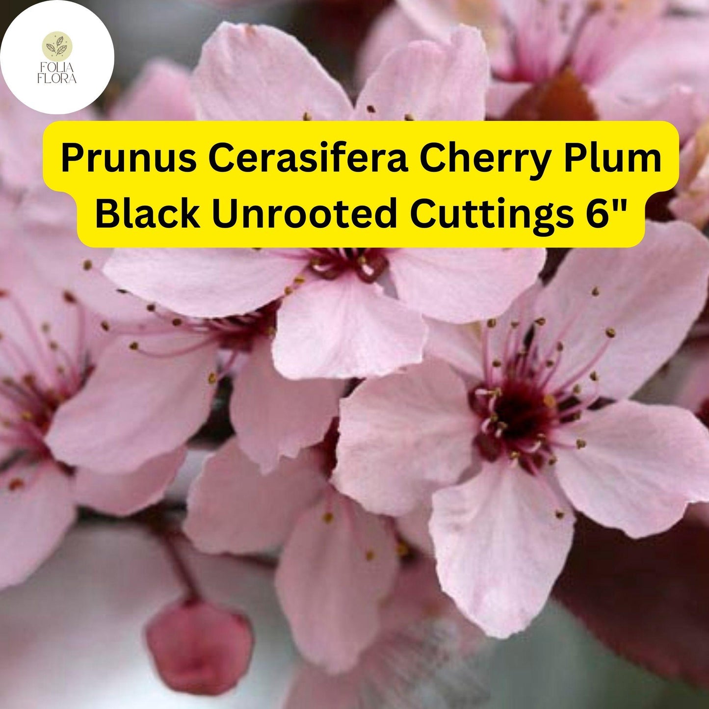 3 Unrooted Cuttings 6" Prunus Cerasifera 'Cherry Plum Black' | Live Fruit Tree Plant for Home Orchards & Landscaping