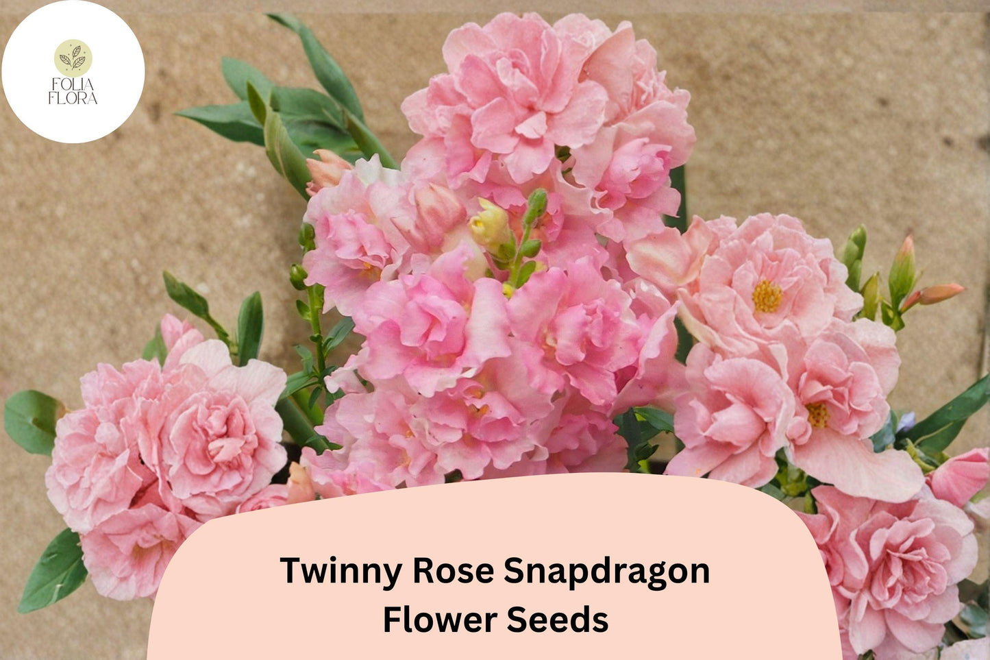 1000+ Twinny Rose Snapdragon Seeds | Antirrhinum majus | Double Rose Pink Blooms for Beds & Pots