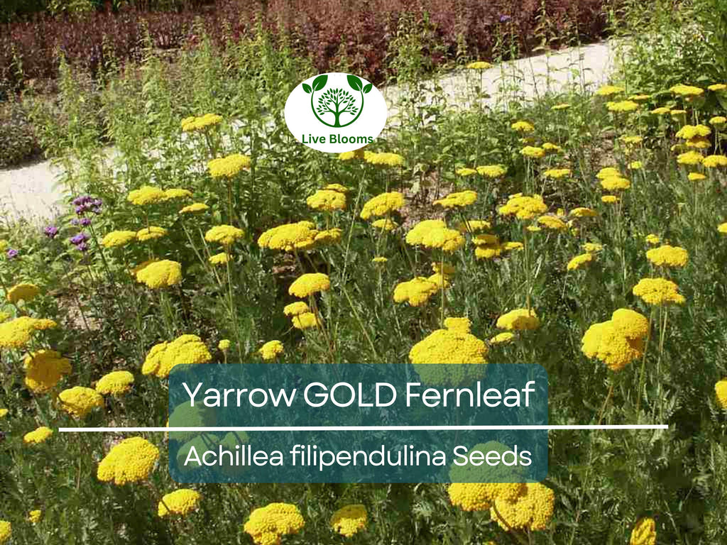 1500 Yarrow GOLD Fernleaf Seeds Achillea filipendulina | Non-GMO Perennial Flower for Pollinators, Drought-Tolerant, Easy to Grow