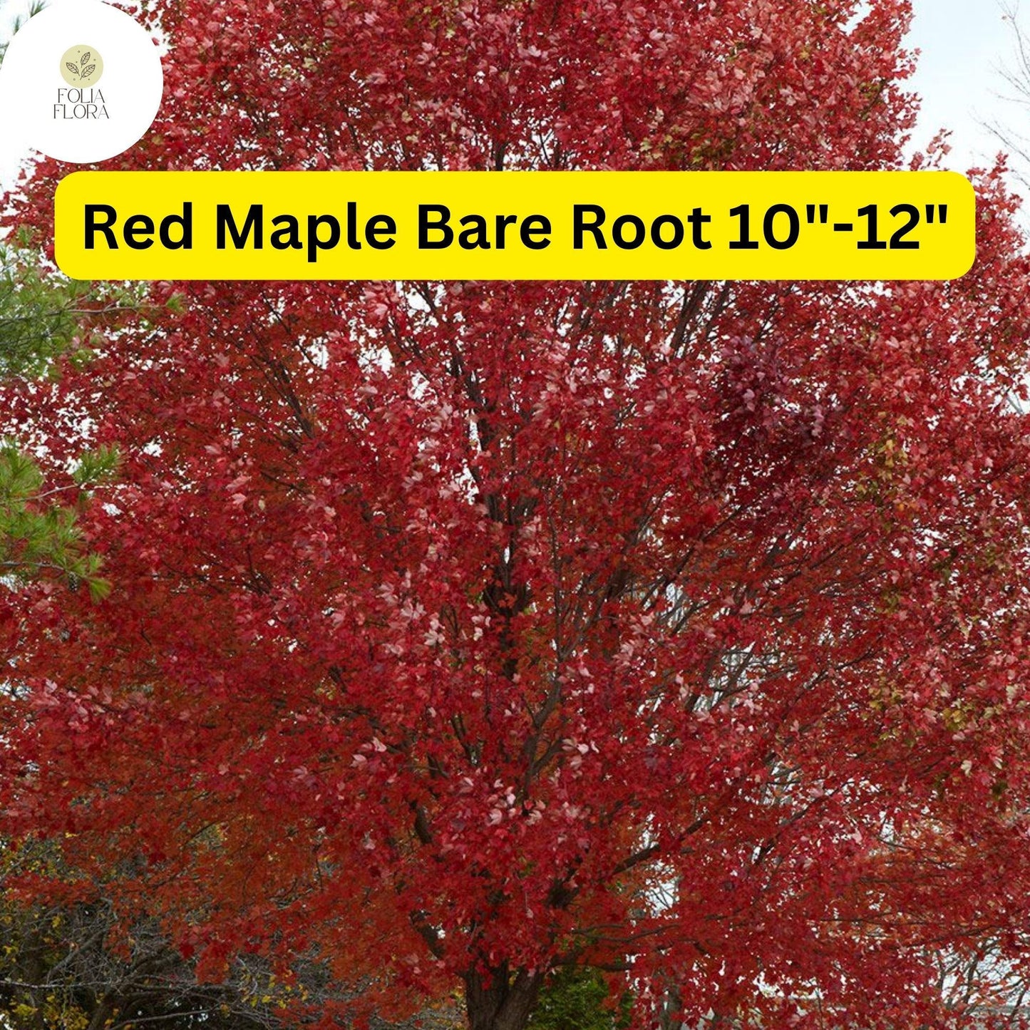 Red Maple Tree (Acer rubrum) 2-Pack Live Bare Root Plants 10"-12"